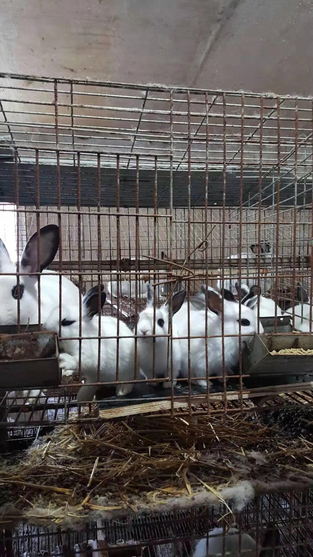 母兔养殖笼自制,如何改造兔笼