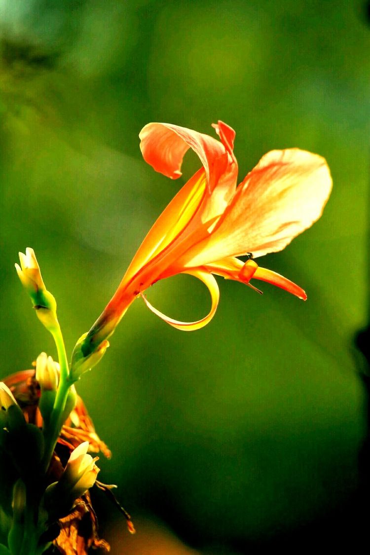 原创蝴蝶恋花,蝶恋花蝴蝶原唱