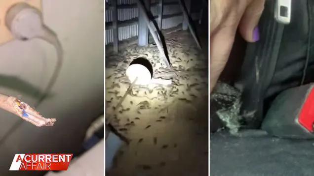 澳大利亚鼠灾事件视频,澳大利亚鼠灾真实事件