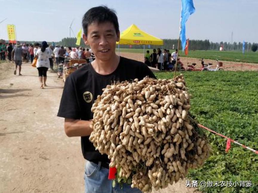 花生带壳播种比剥壳播种，真的更省工、省肥、病害少、产量高吗？