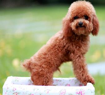 贵宾犬多久驱虫一次,饲养贵宾犬6大禁忌有哪些