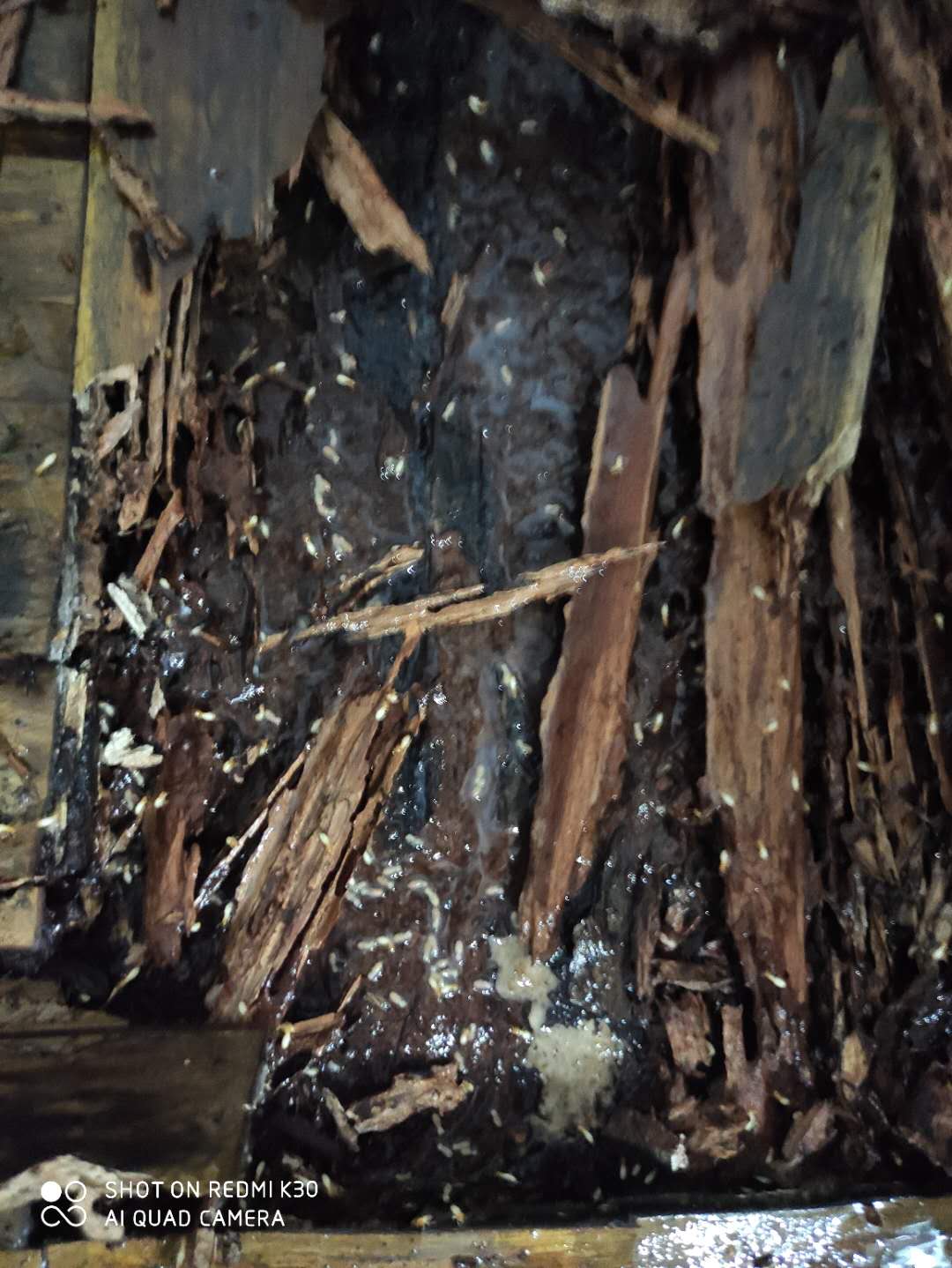 怎么消灭白蚁彻底根除,能喷灭白蚁又不伤害树苗的方法