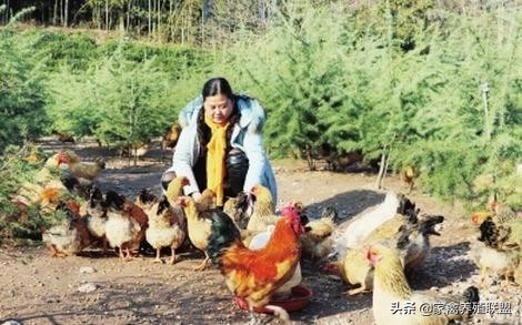 为什么很多人都说养鸡不赚钱但又不见放弃?过来人说出了“秘密”