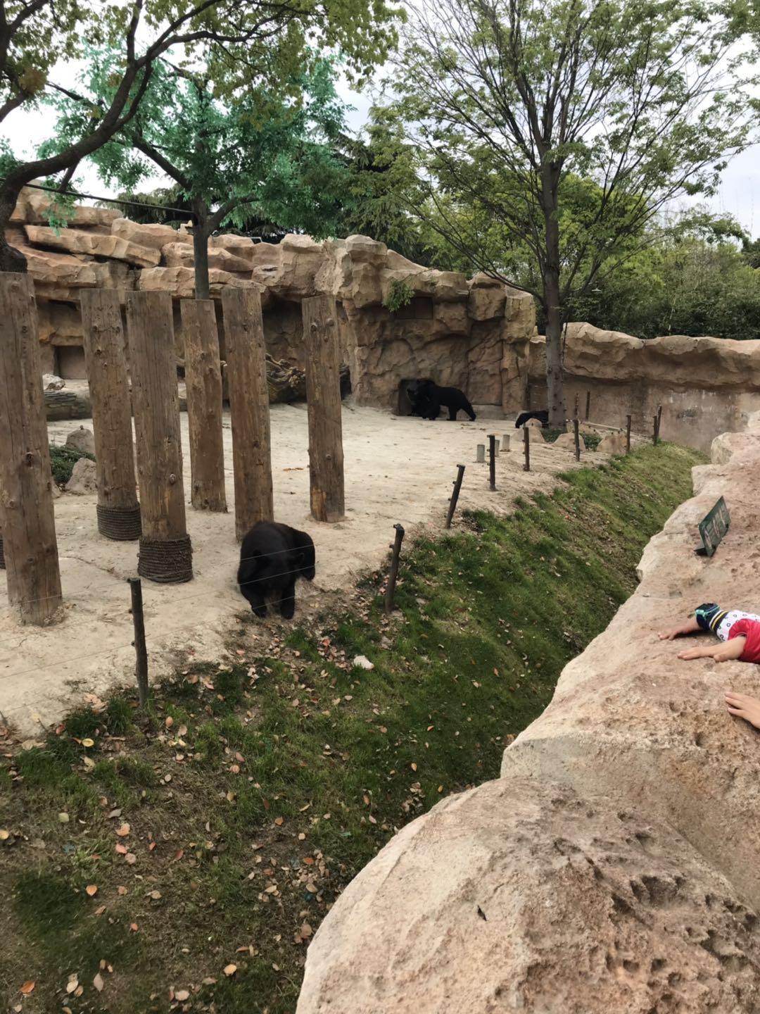 上海野生动物园太阳广场节目安排,上海野生动物园建议游玩时间