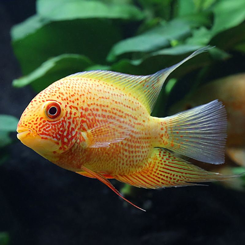 哪些热带鱼不适合草缸,6种不宜人工养殖的鱼