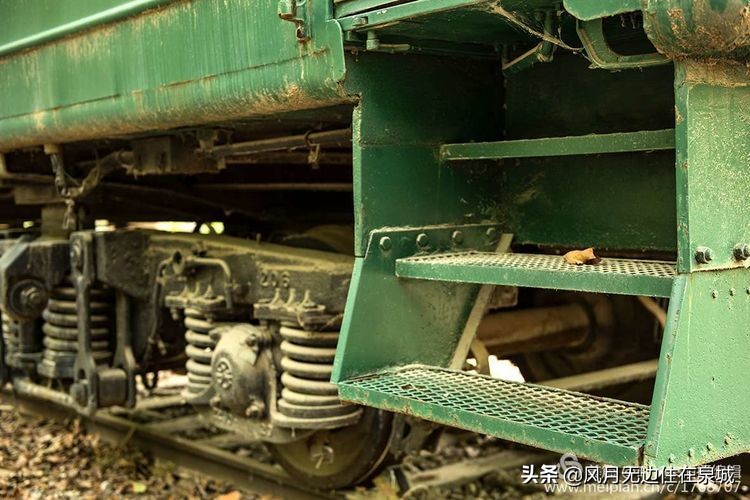 济南一颗梧桐树,济南的法国梧桐