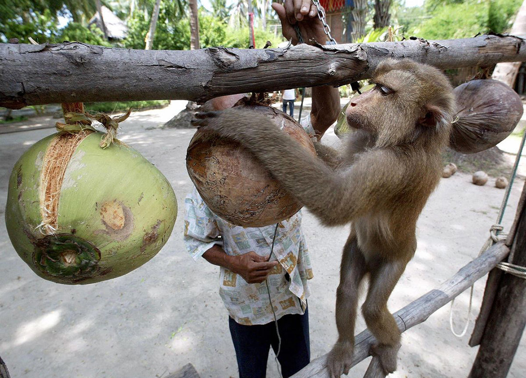泰国猴子给人摘椰子打工维持生活,泰国负责摘椰子的猴子