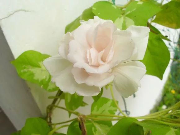 牵牛花到处游,牵牛花随便种