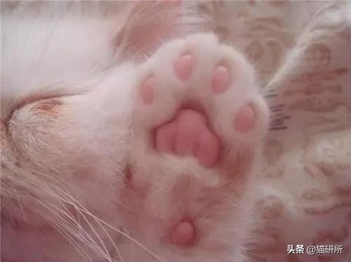 猫爪有什么隐藏的秘密,猫爪爪有哪些冷知识