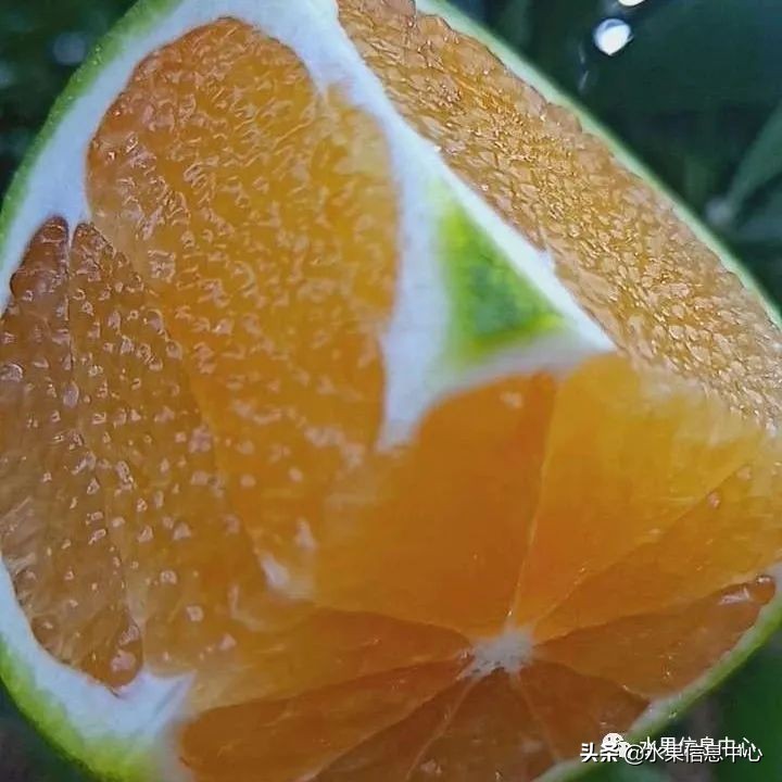 海南水果都有哪些品种图片及名称,海南水果上市时间表赶快收藏吧