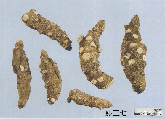 中药材伪品太多，俗有南国神草之称的三七，就有十多种假货