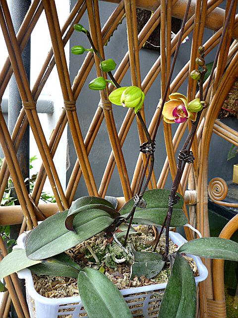 蝴蝶兰叶子发黄原因和处理方法,蝴蝶兰叶子发黄的处理方法