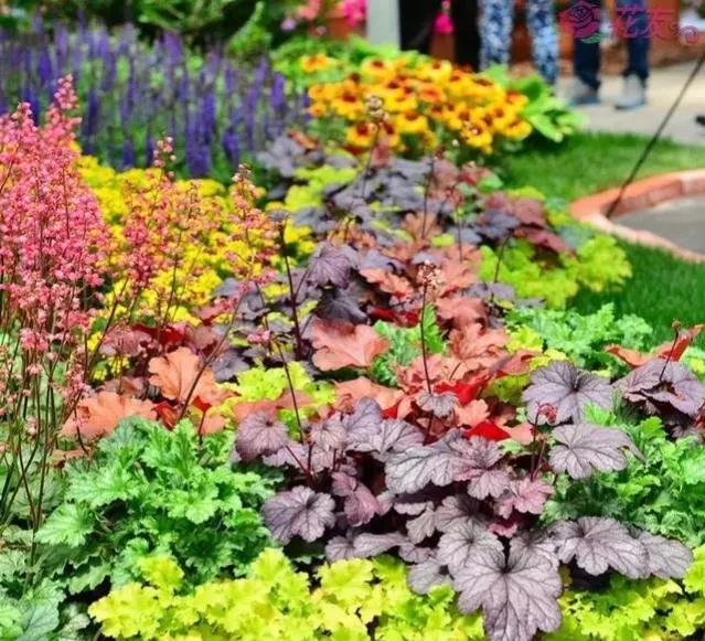 最好看的草花照片,各种草花图