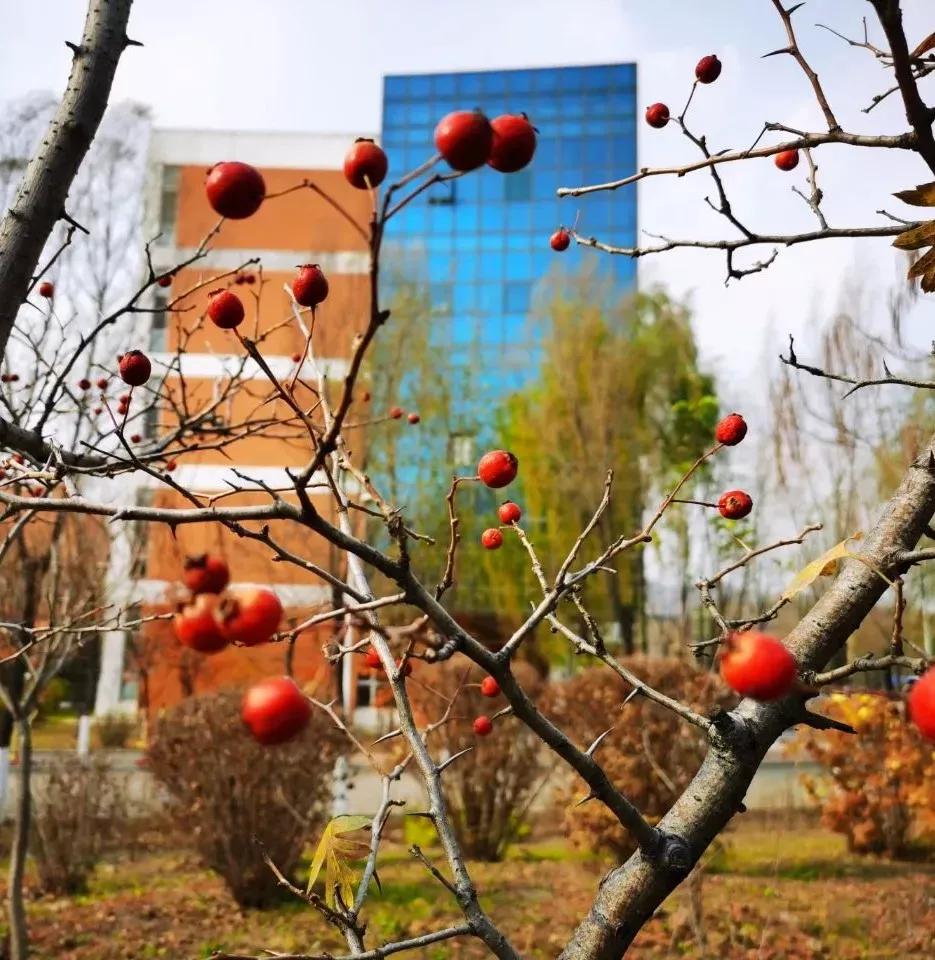 辽宁省本溪市高级中学,本溪市高级中学2021高考成绩