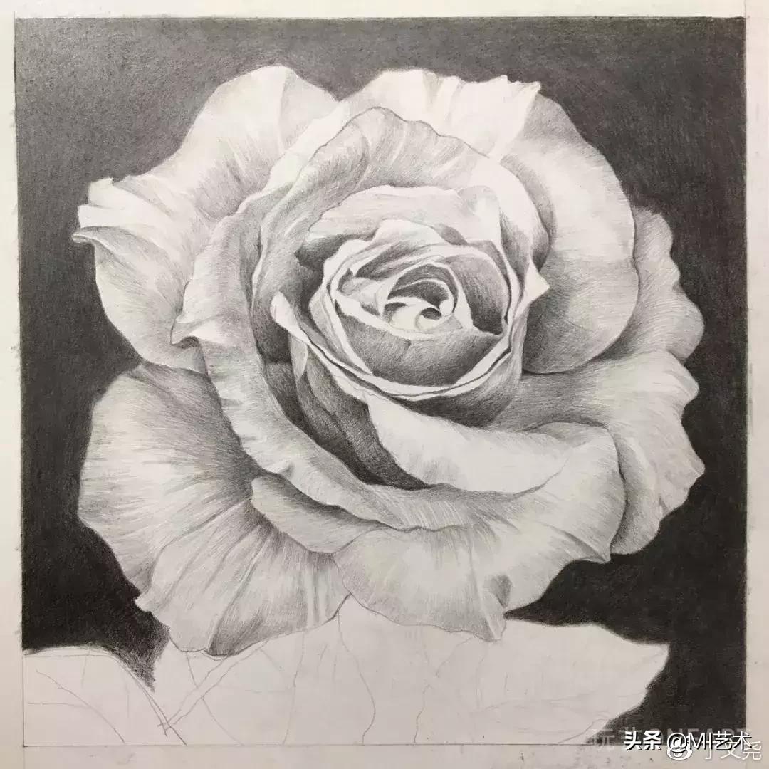 玫瑰花素描临摹高清图片,素描教程画花朵