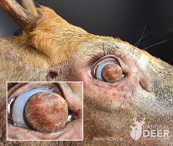 关于美国变异鹿最新消息,美国诡异事件鹿人