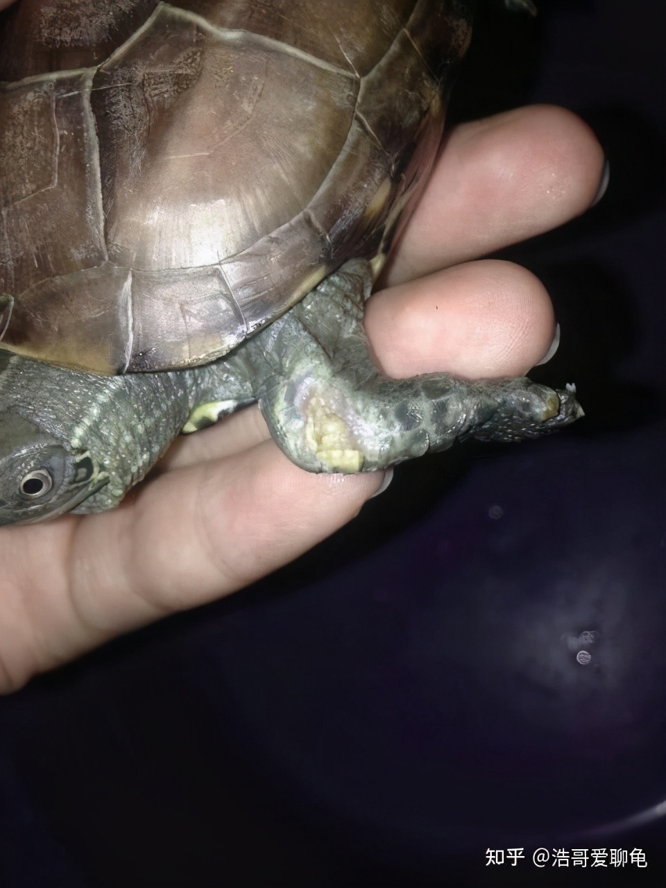 宠物龟泡腐皮净一般多久,幼龟长白点腐皮