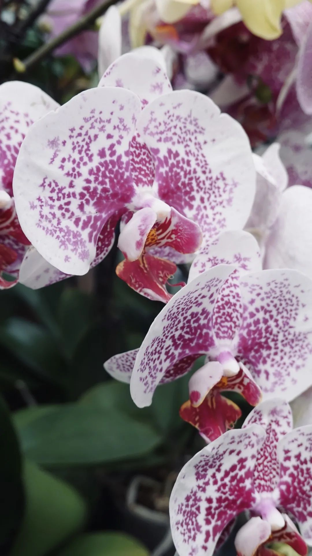 乌鲁木齐花市在哪里光明路附近,乌鲁木齐的花市在哪里