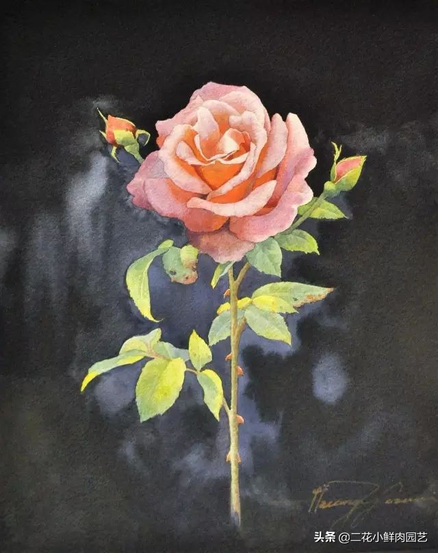 100种花卉绘画,100多张花卉线描手稿素材赶快收藏