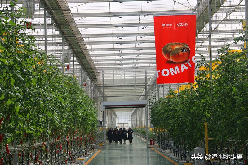 山西太谷杜氏番茄,杜氏番茄小镇