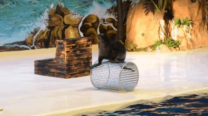 二月份临沂海洋世界主题公园,临沂海洋世界门票哪些人免票