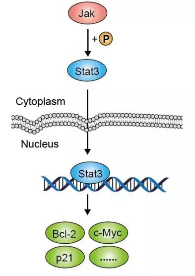 硬货的解析,硬货必买的10种