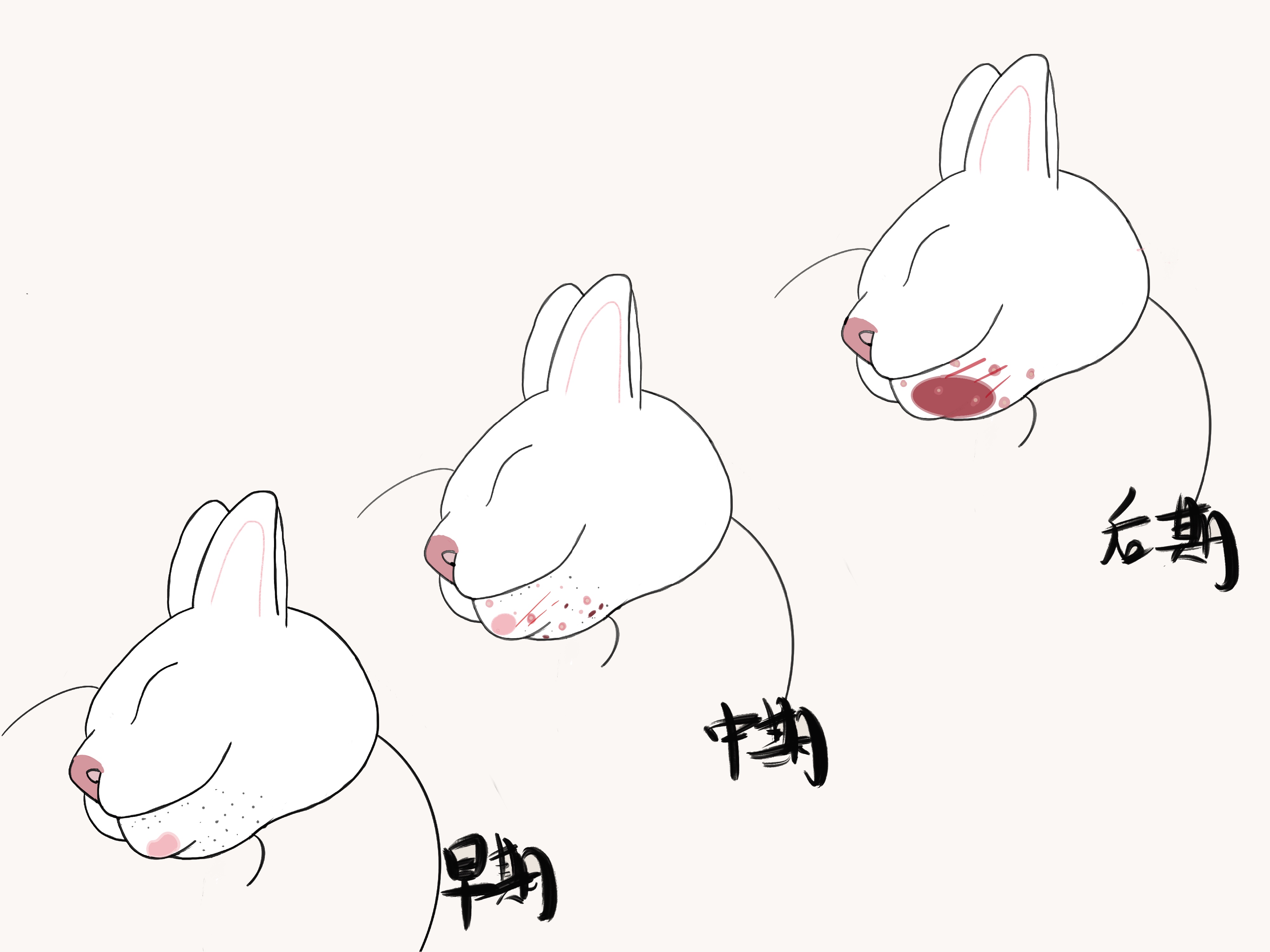 猫也会长白粉刺吗,猫粉刺图片大全