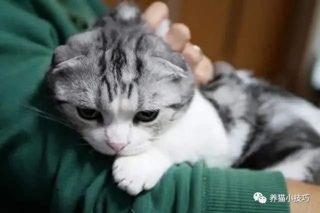 猫咪动态图超凶,猫咪太凶怎么办