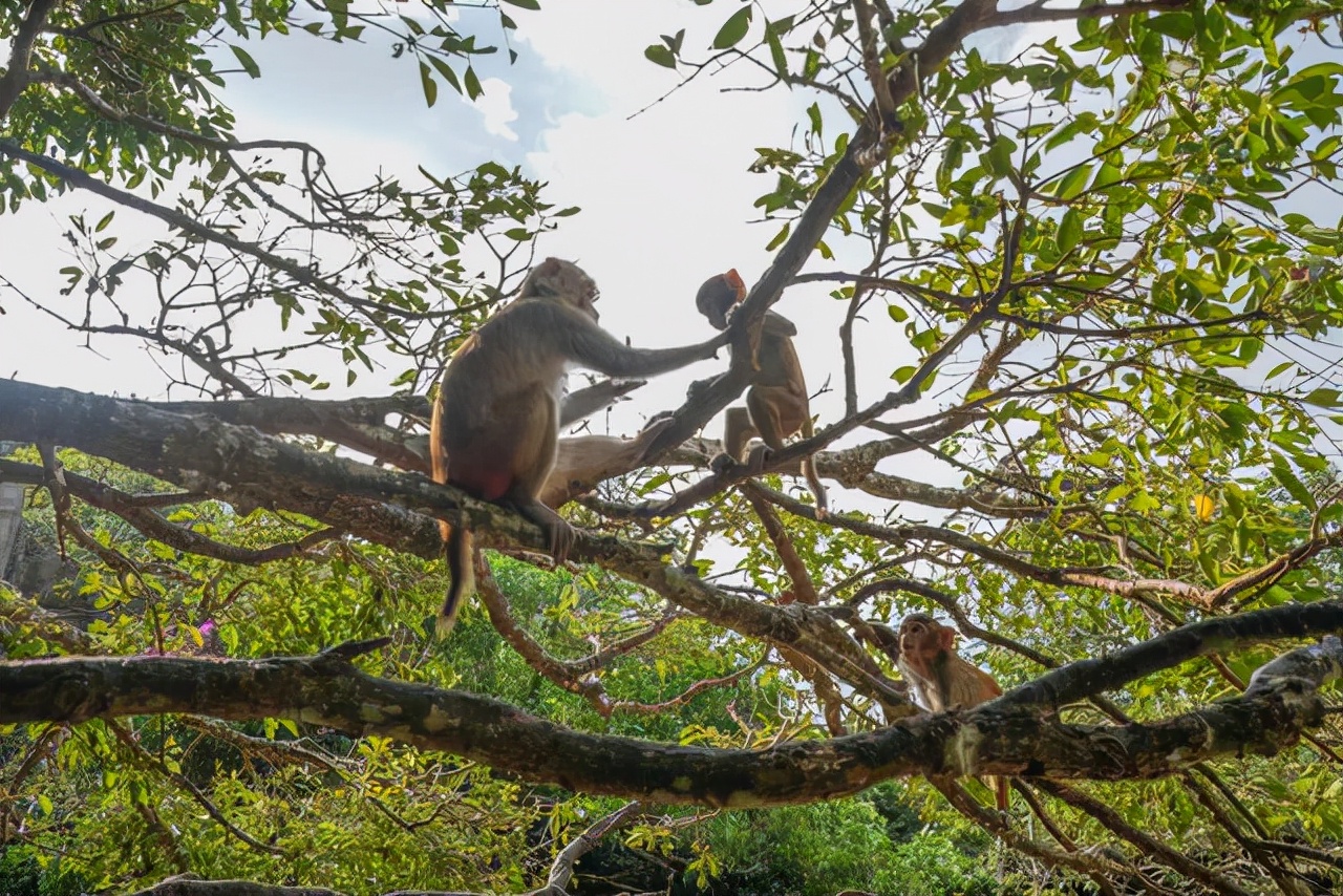海南陵水猴岛有猴子吗,现在陵水猴岛猴子多不多