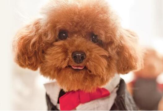 泰迪狗开始长白毛怎么回事,泰迪狗长出白毛怎么回事