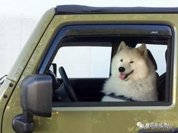要狗看门？千万别选萨摩耶！这货除了笑不会干别的了