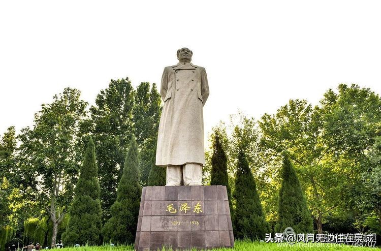 济南秋天的法国梧桐,济南一颗梧桐树