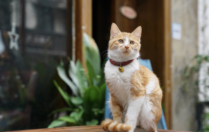 成都可以逛的老街,成都比较有特色的老街