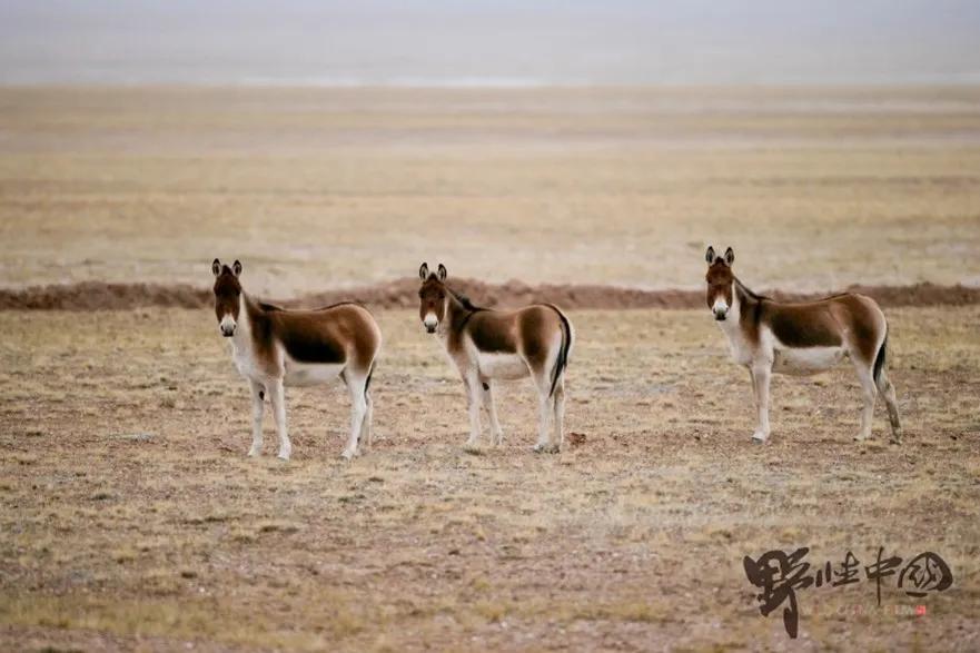 2021年日历上市了，有颜值有功能，你pick哪一款？