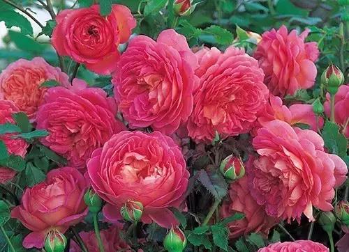 最漂亮10种微型月季,新手必入这8种月季漂亮好养