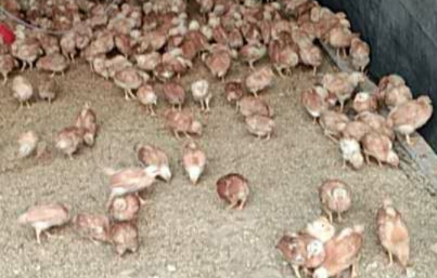 球虫久治不愈,球虫病为何难防难治出路在何方