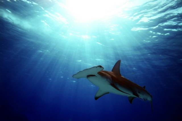 不潜水的人对潜水最大的误解,不会潜水的人去潜水