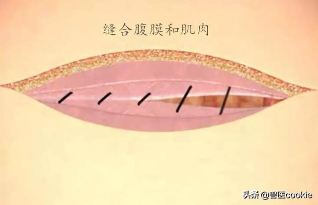 科普：关于犬猫去势/绝育的知识