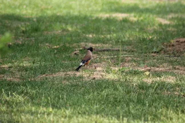 北方常见鸟类大全图片及名称,南大常见的鸟类有哪些