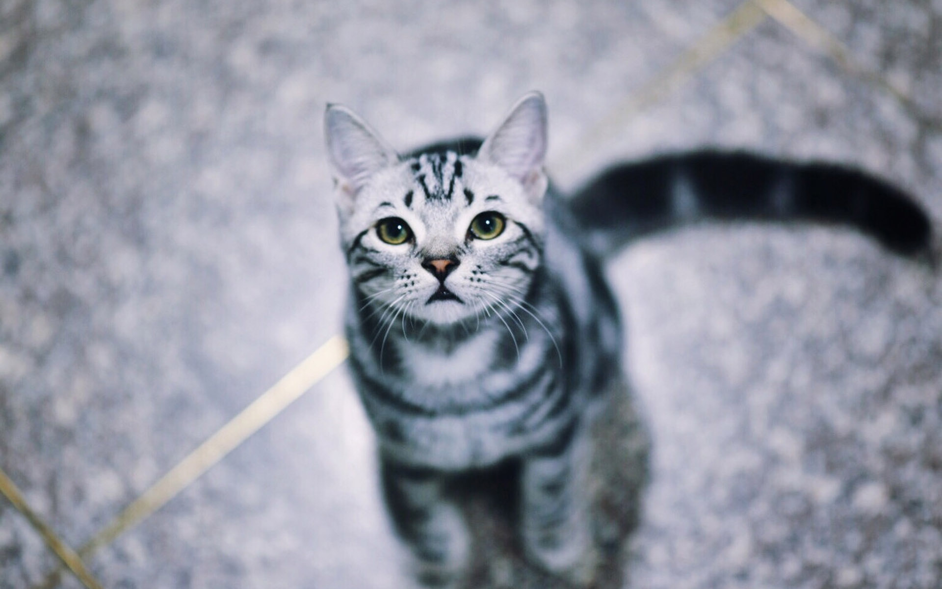 猫咪不喝水鼻头干怎么办,猫咪不喝水怎么办小窍门