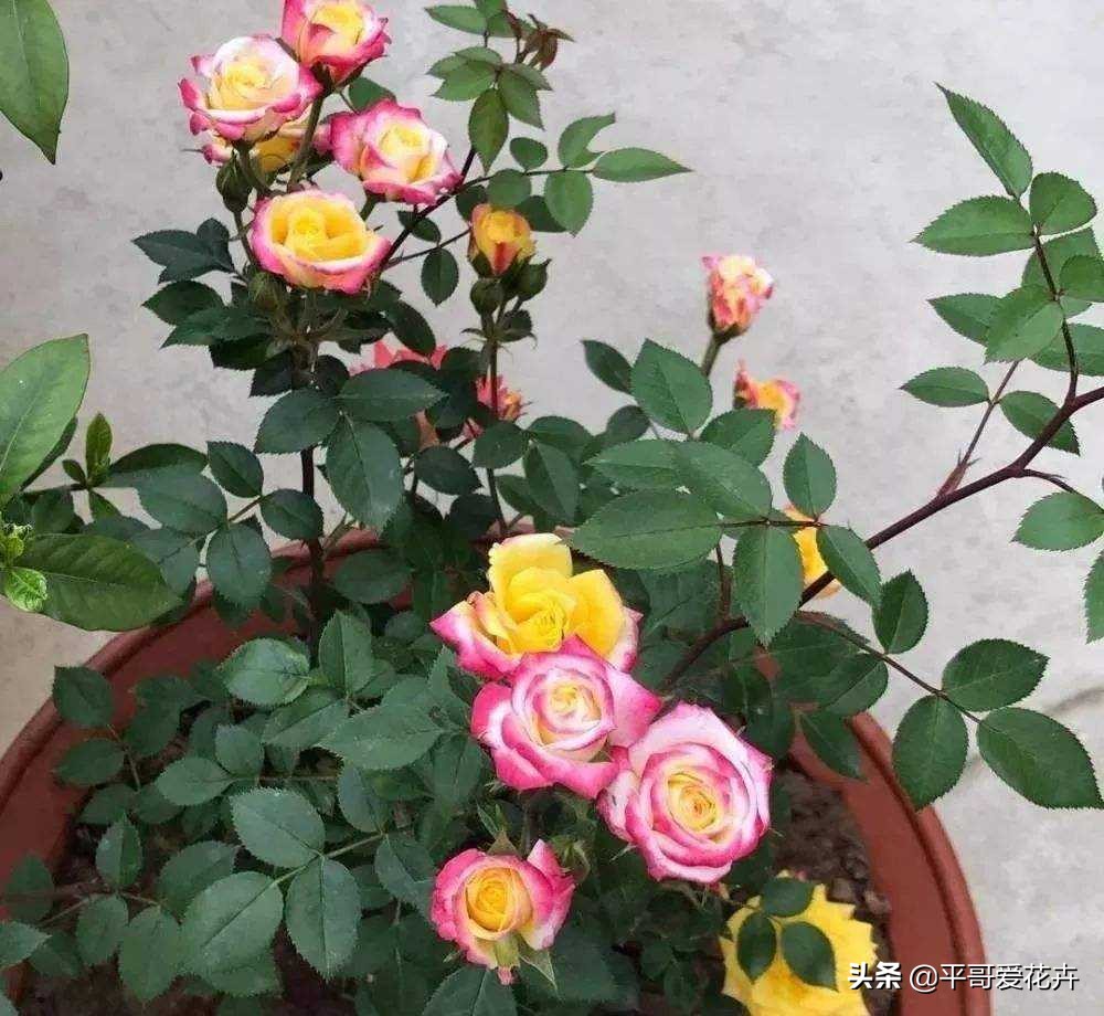 夏季室内小黑飞怎么消灭最彻底,防小黑飞的植物