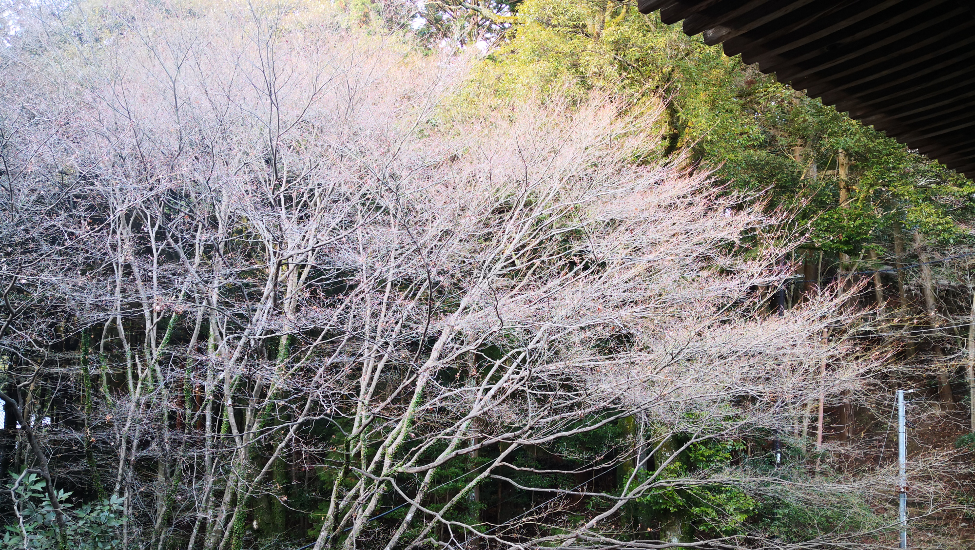 书写山圆教寺景点,书写山圆教寺攻略