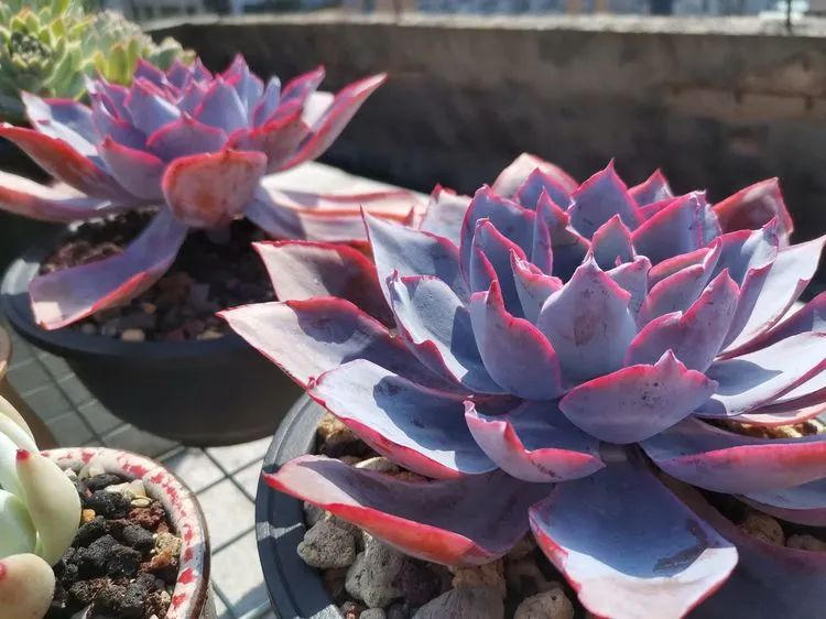 养多肉植物修身养性,多肉的习性和日常养护方法