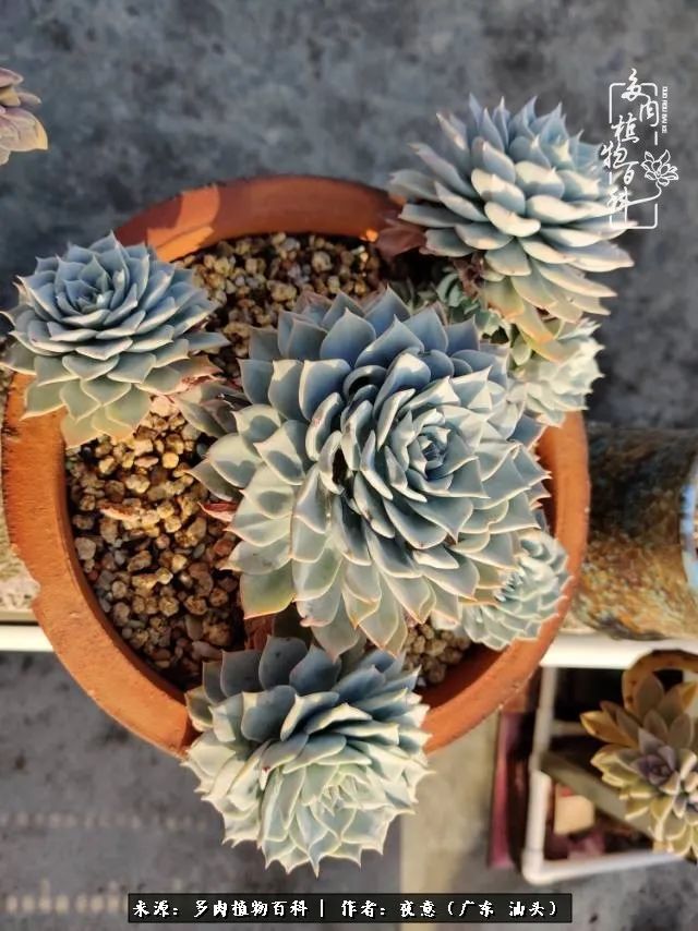 广东春天多肉图片大全,这个季节的多肉状态是最美的