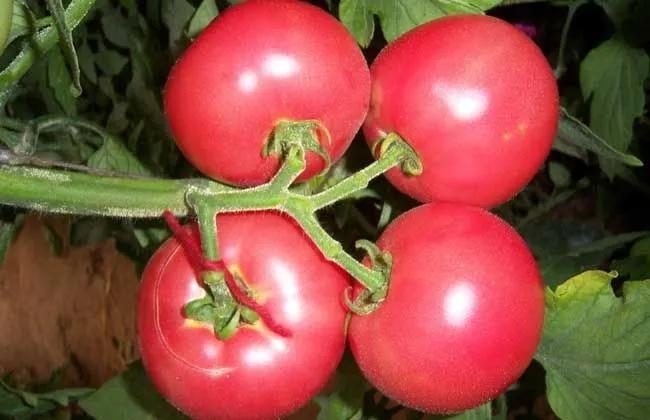 一年四季的时令蔬菜,一年四季的时令水果大全