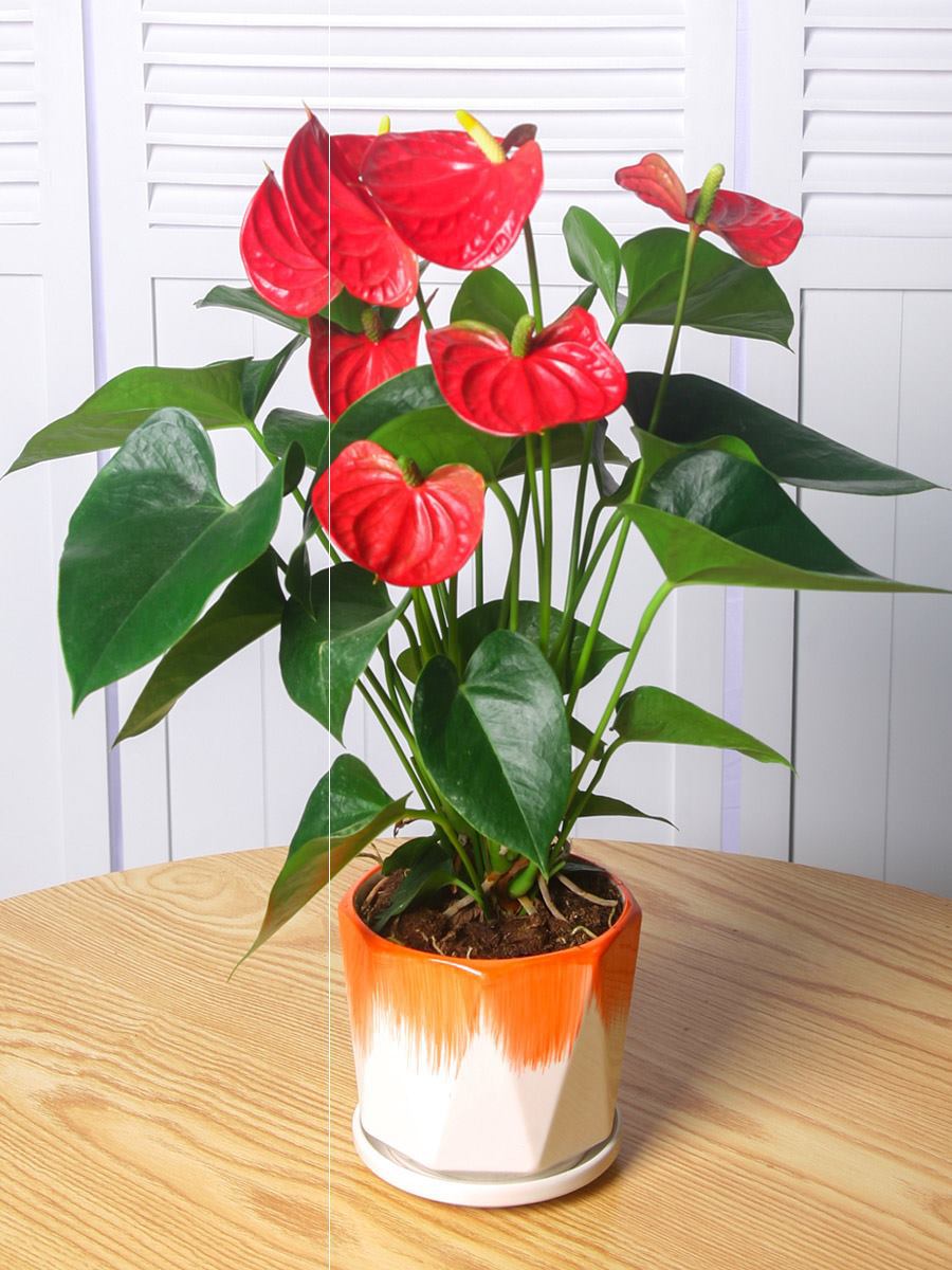 好养的盆栽花卉大全,人养花花