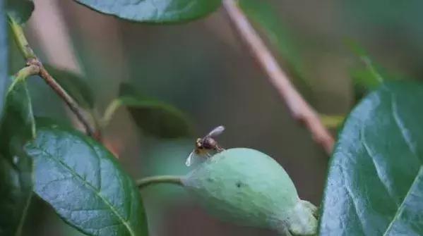 只因带了这些东西，被罚！看完后，澳洲留学生笑了