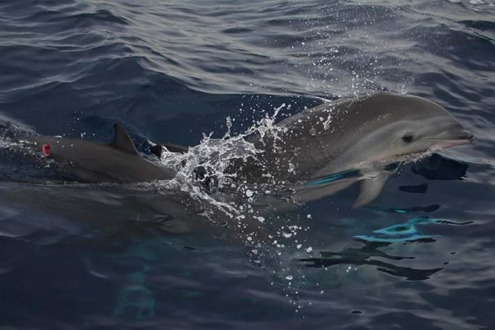 体长仅3cm却是咬人最疼的生物,食人鱼疯狂撕咬人类