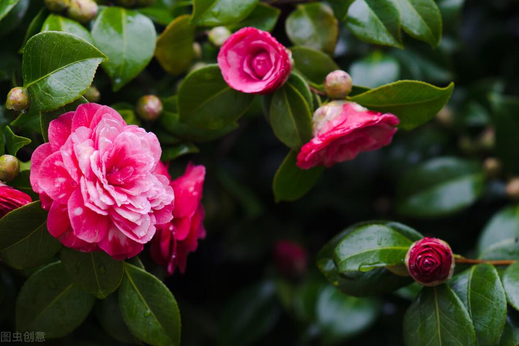 杜鹃山茶花养殖方法,香妃山茶花养殖方法