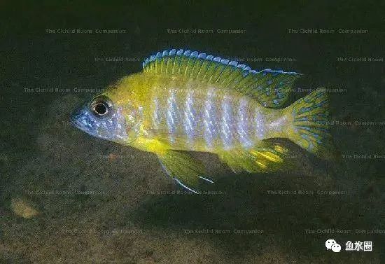 三湖慈鲷马鲷孔雀珍珠系能长多大,三湖慈鲷之孔雀